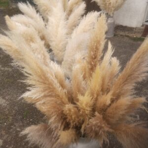 fleur pampa Lot de 20 Herbe/fleur de pampa - 3max soit 60unités