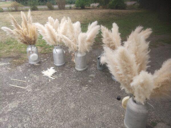 Lot de 20 Herbe/fleur de pampa (60unités) – Image 2