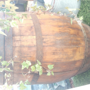 IMG 20250127 133730.jpg