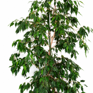 Ficus en pot IdeeFuse
