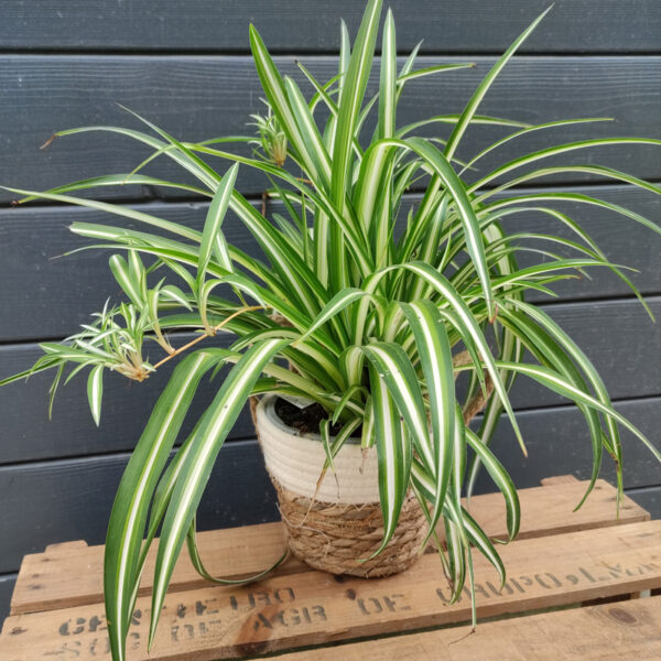 PLANTE Retombante