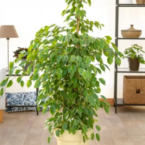 ficus PLANTE Ficus en pot blanc - Hauteur 2m